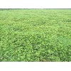 陕西法兰地草莓苗大棚花期管理