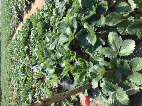 吉林法兰地草莓大棚亩产是多少斤
