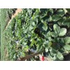 四川法兰地草莓苗怎样种植