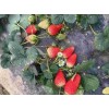 安徽京桃香草莓上市时间
