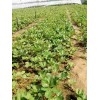 河北京泉香草莓种植经验