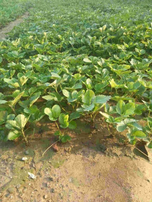 陕西京泉香草莓生长期使用什么肥料