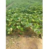 贵州法兰地草莓苗大棚花期管理