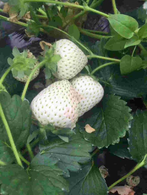 吉林京桃香草莓几月份成熟