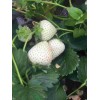 贵州红颜草莓大棚种植用什么底肥