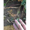 山西桃熏草莓苗种植前注意事项
