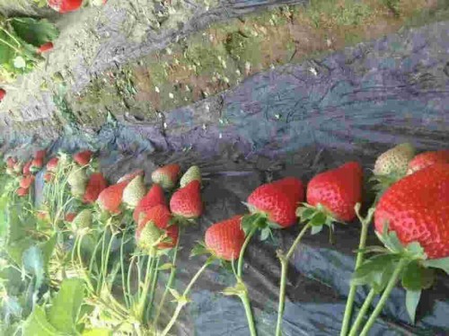 新疆京桃香草莓花期管理