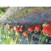 青海章姬草莓大棚种植管理方法