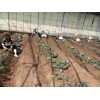 新疆京桃香草莓怎样种植