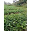 重庆市桃熏草莓苗花期管理