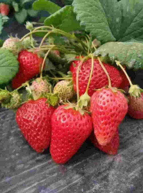 湖南章姬草莓苗大棚种植使用什么底肥