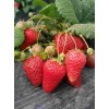新疆章姬草莓苗大棚种植使用什么底肥