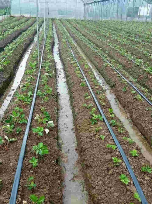 安徽红颜草莓种植前的选苗事项