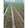 安徽京泉香草莓几月份种植
