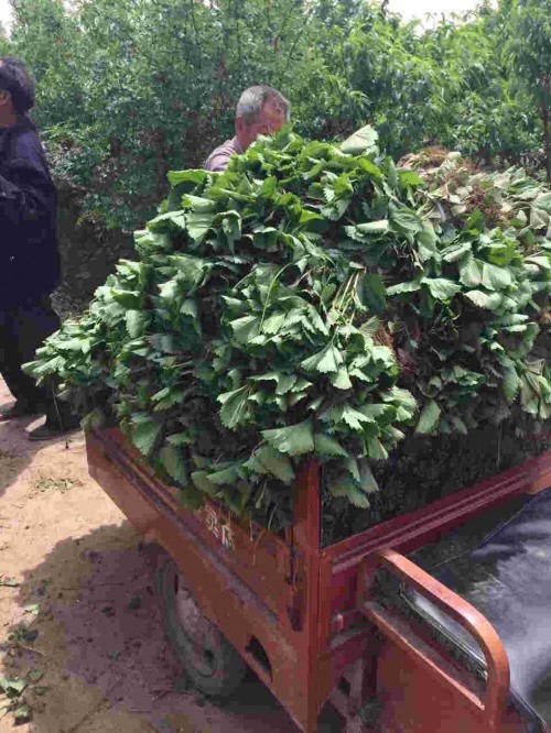 河北京泉香草莓生长期管理