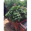 内蒙古法兰地草莓苗大棚花期管理