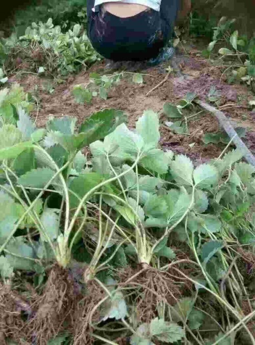 河南章姬草莓苗怎样栽培产量高