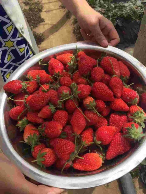 青海京桃香草莓怎样种植