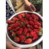 安徽怎样种植桃熏草莓苗