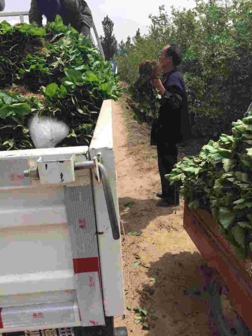 重庆市章姬草莓大棚种植管理方法