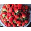重庆市红颜草莓大棚种植怎样预防畸形果