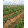 河南法兰地草莓苗大棚花期管理