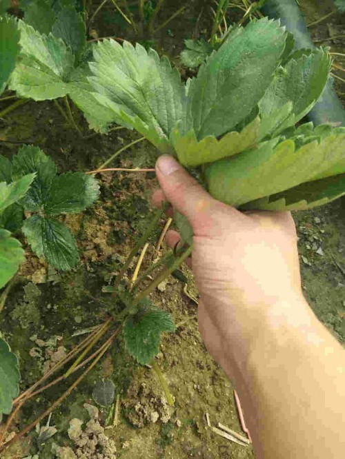 新疆红颜草莓种植前的选苗事项