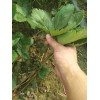 吉林桃熏草莓苗种植前注意事项