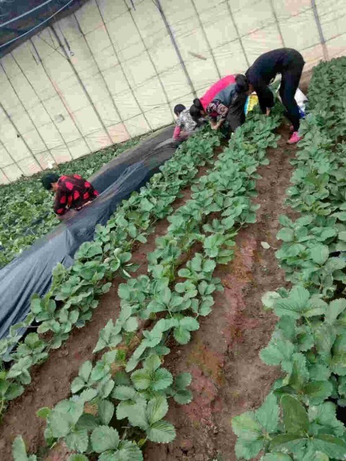 贵州京泉香草莓生长期使用什么肥料