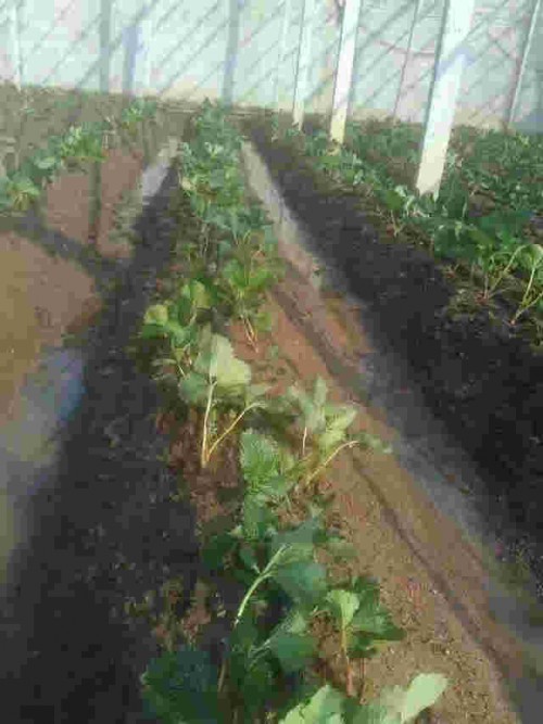 甘肃章姬草莓苗大棚种植使用什么底肥