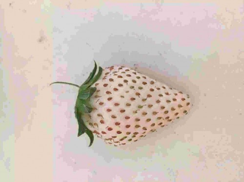 甘肃京泉香草莓坐果期管理