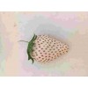 上海市京桃香草莓苗多少钱1株