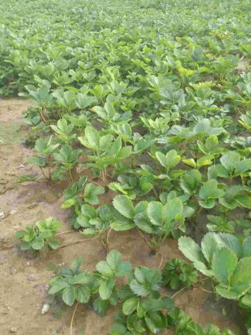 河南章姬草莓苗怎样栽培产量高