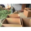 黑龙江法兰地草莓苗怎样种植