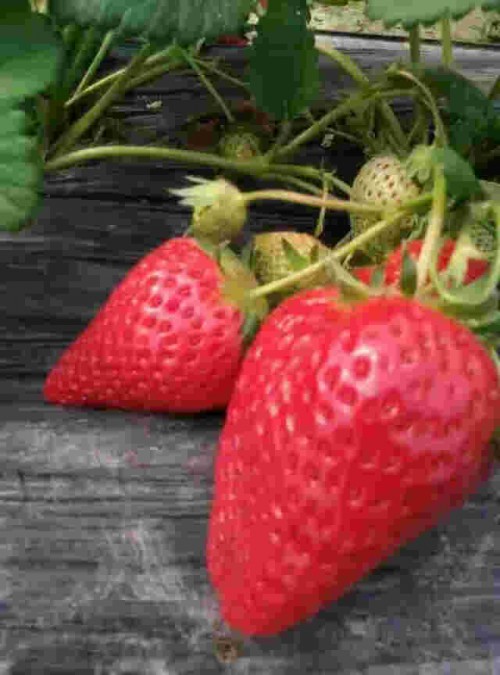 湖南桃熏草莓苗大棚生长期管理