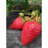 浙江京泉香草莓生长期管理
