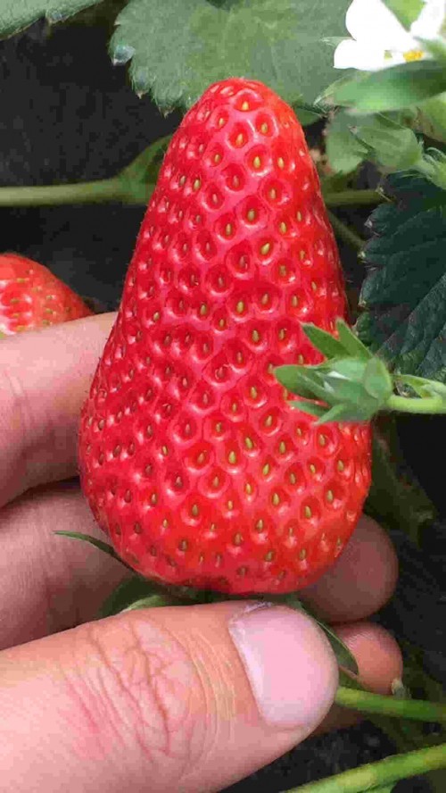 辽宁红颜草莓亩产多少斤