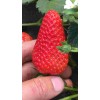 贵州京泉香草莓生长期管理
