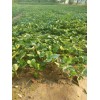 河南京泉香草莓种植经验