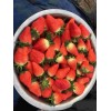 新疆京桃香草莓大棚种植