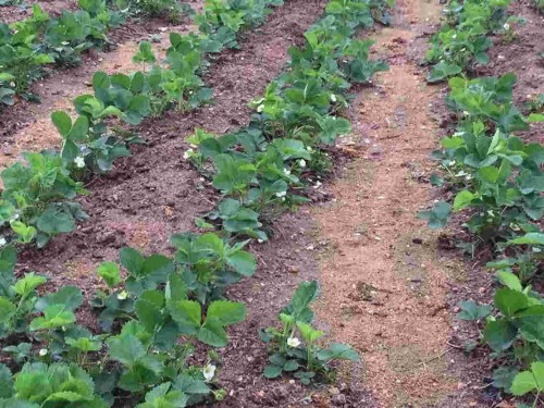 内蒙古京泉香草莓生长期使用什么肥料