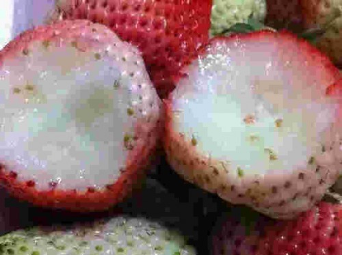 陕西怎样种植京藏香草莓