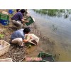 新闻:农科益丰小龙虾养殖池塘