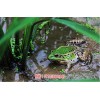 湖北喜蛙蛙生态农业黑斑蛙养殖青蛙养殖季节(图)-湖北喜蛙蛙生
