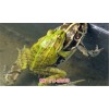 新闻:湖北喜蛙蛙生态农业青蛙养殖青蛙养殖前景利润(图)