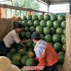 新闻:河北唐山京欣西瓜代收(在线咨询)