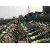 新闻:河北乐亭长白大葱代收(多图)_河北乐亭铁杆大葱代销(欢