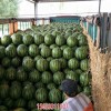 新闻:唐山丰南西瓜批发(优质商家)