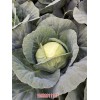 秦皇岛昌黎甘蓝报价(在线咨询)-河北玉田大头菜代收