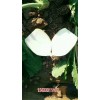 新闻:唐山滦南芥菜头供应商(多图)_河北秦皇岛芥菜头报价(欢